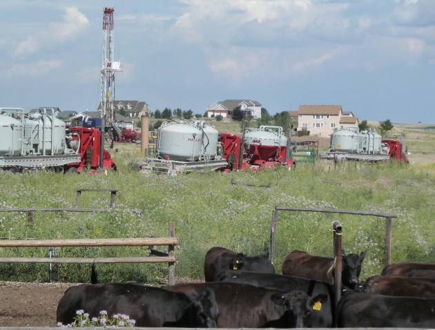 co cows and halliburton trucks